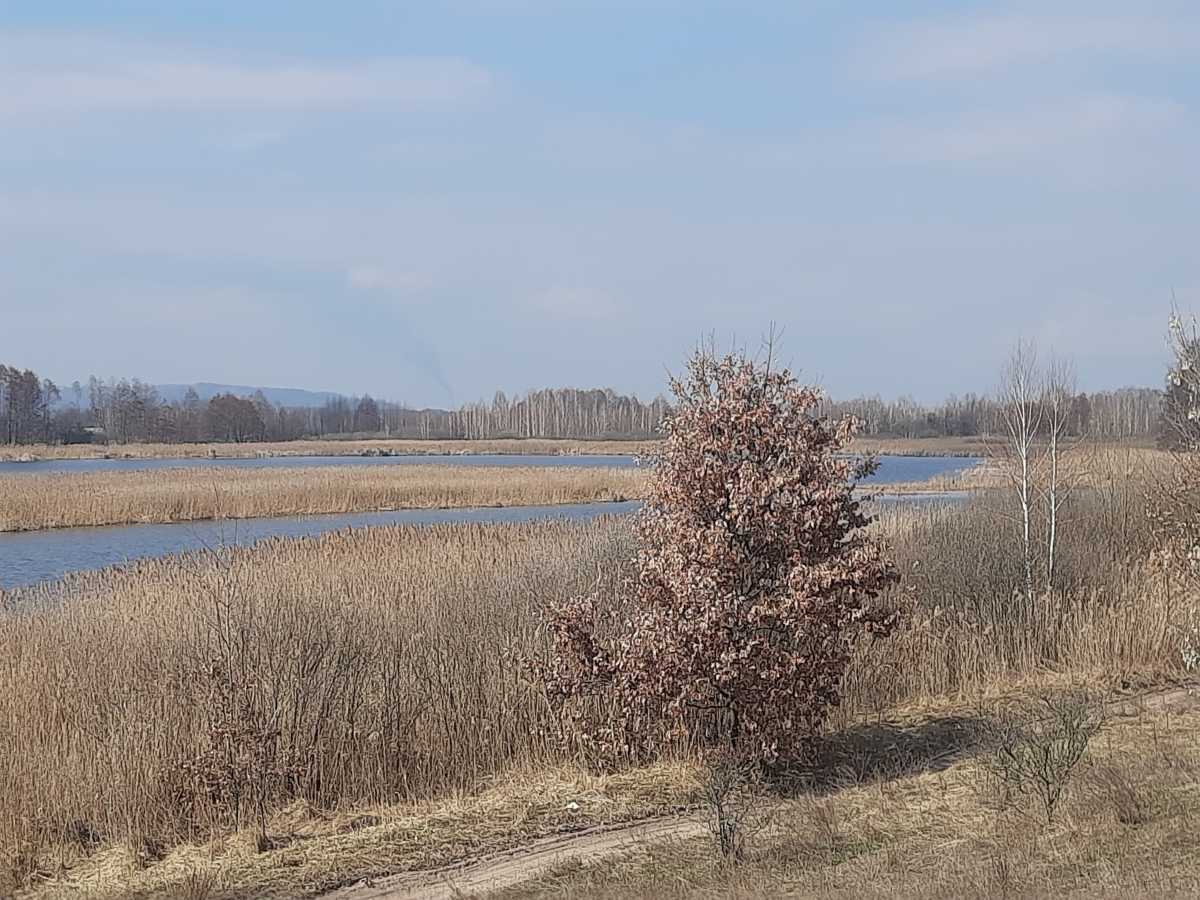 Продам  землю с/г призначення Бориспільський, Головурів, Головурівський с/о. 