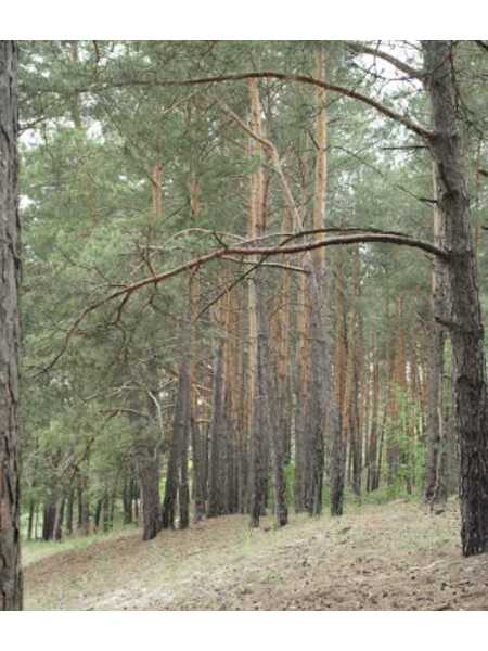 Продам  землю комерційного призначення Обухівський, Старі Безрадичі, б/н. 