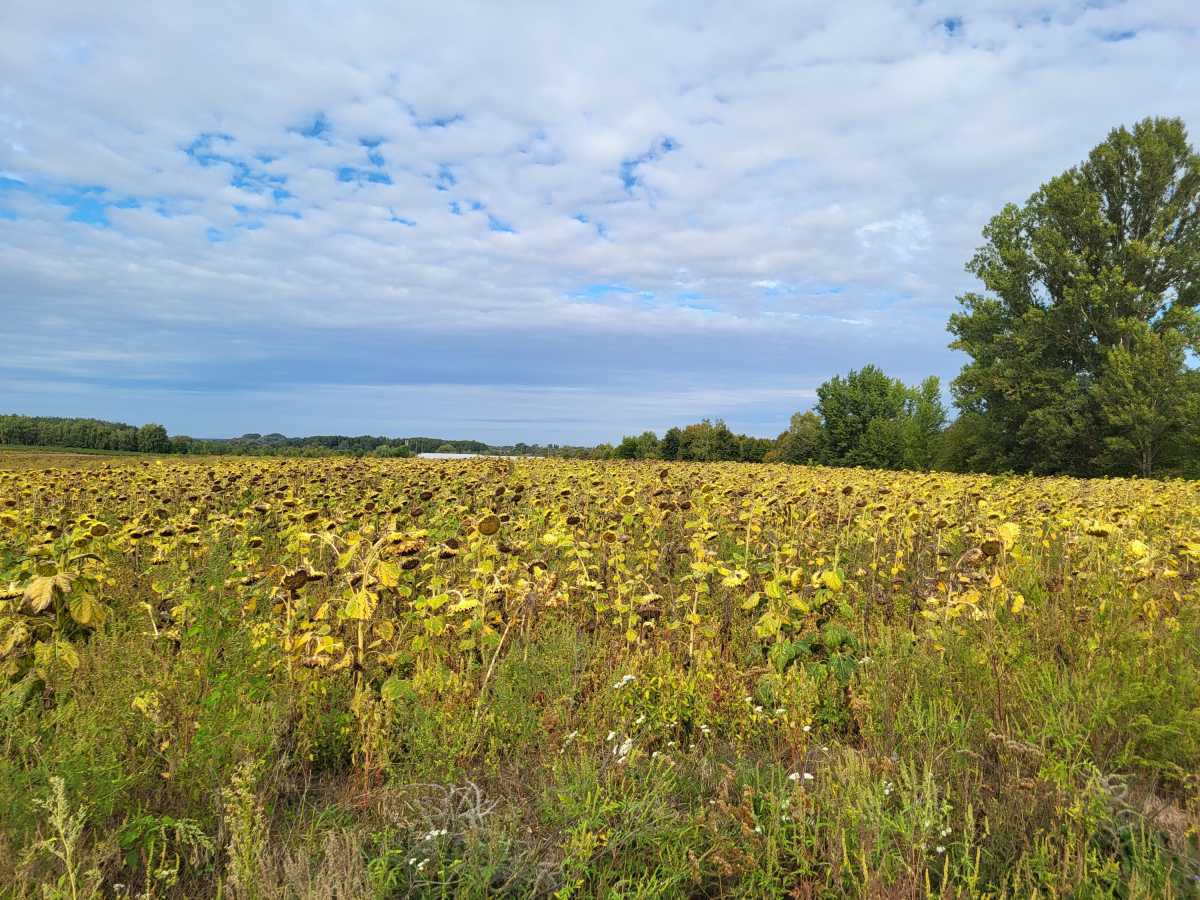 Продам  землю с/г призначення Бориспільський, Вороньків, б/н. 