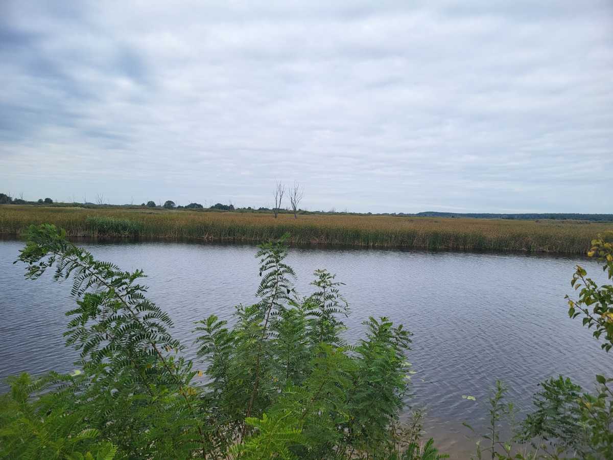 Продам  землю с/г призначення Бориспільський, Вороньків, б/н. 