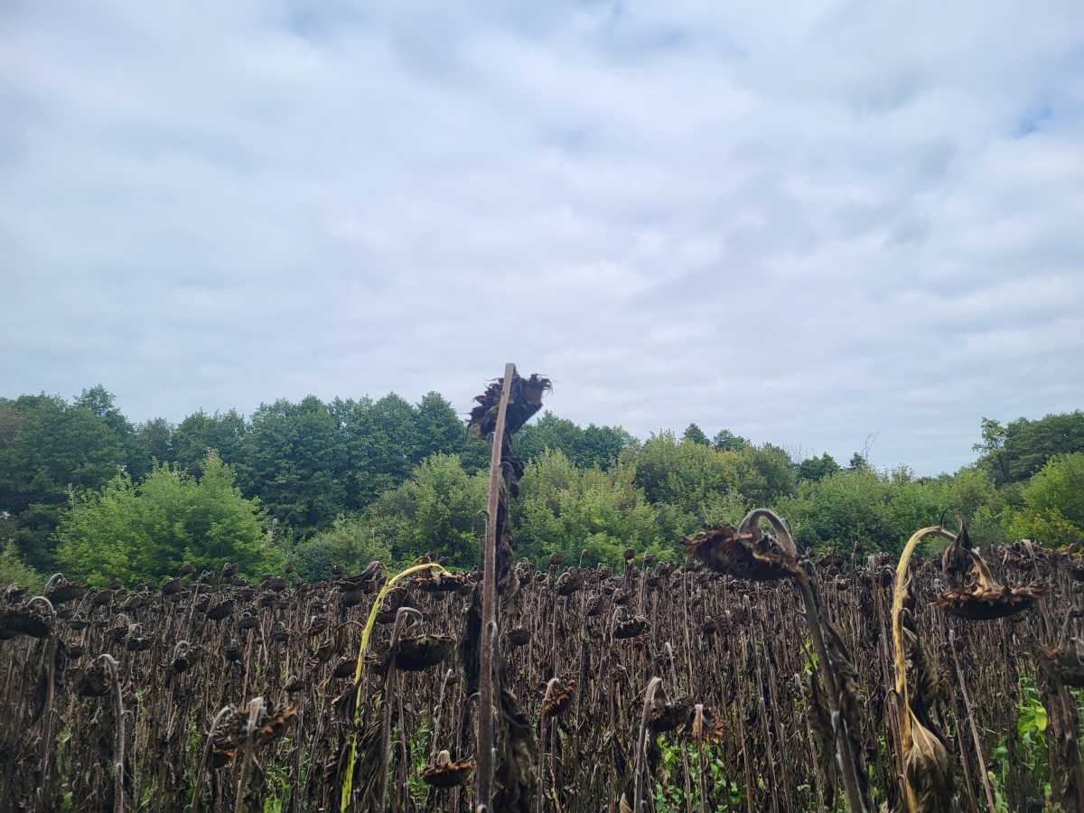 Продам  землю с/г призначення Бориспільський, Головурів, б/н. 