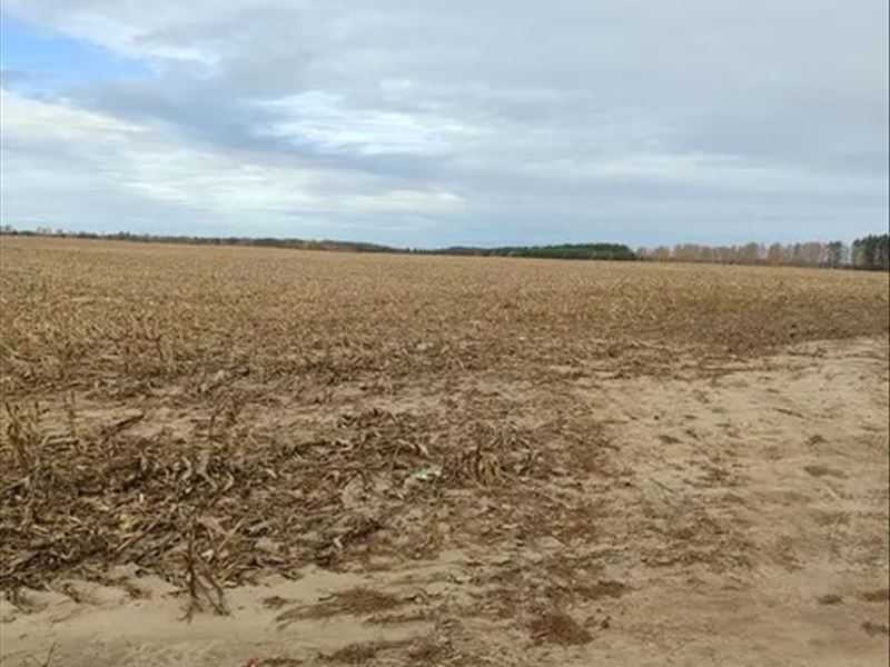 Продам  землю с/г призначення Бучанський, Наливайківка, нова. 