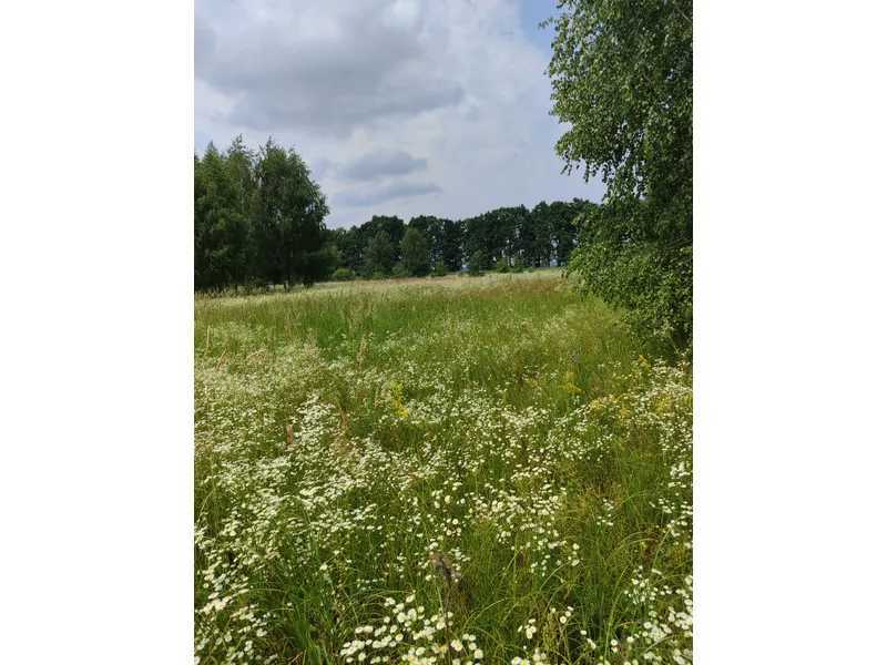 Продам  землю с/г призначення Бучанський, Луб`янка, Нова. 