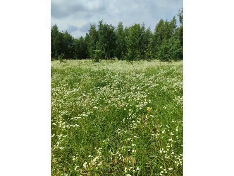 Продам  землю с/г призначення Бучанський, Озера, Нова. 