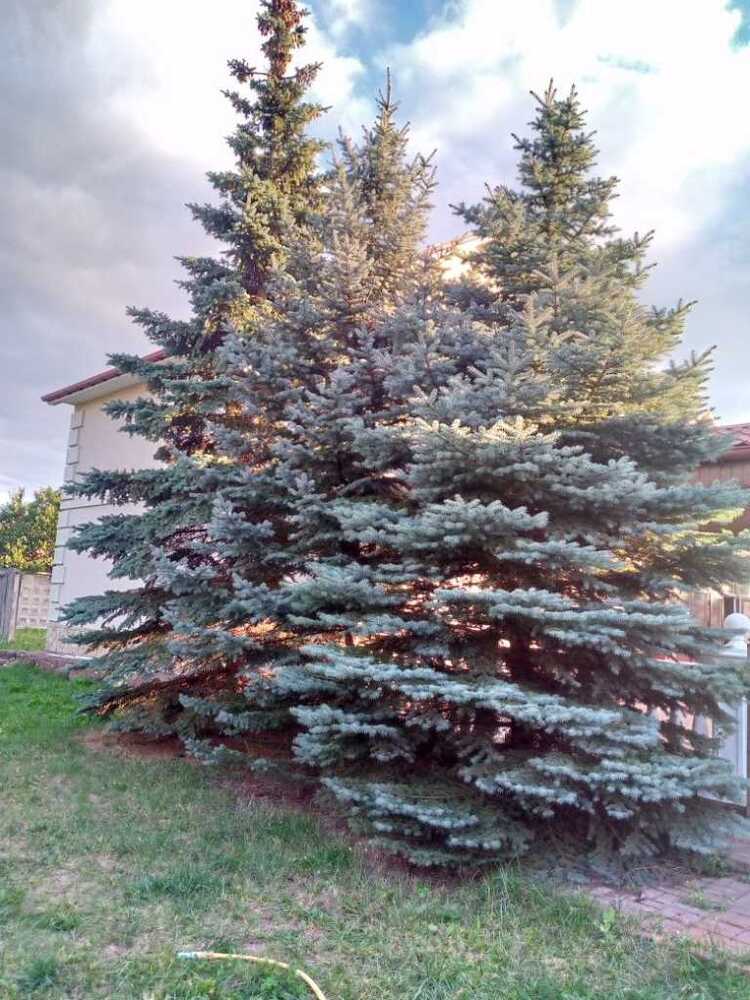 Здам довгостроково 3-к котедж Київ, Дарницький, вул. Центральна. 