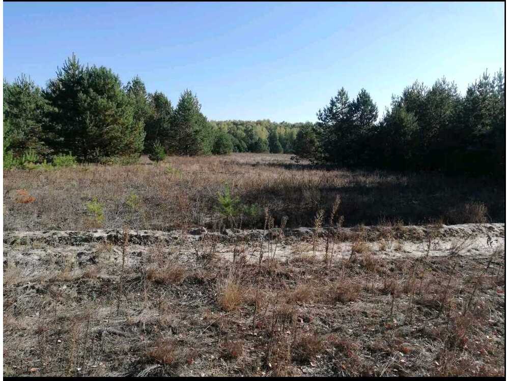 Продам  ділянку під житлову забудову Фастівський, Грузьке, Шевченка. 